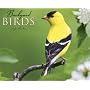 Backyard Birds 2009 Calendar