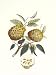 Indonesian Fruits I - Berthe Morisot Art Print Poster 18 x 24