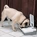 PetSafe Two Meal Feeder