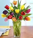Multi-Colored Tulips