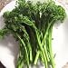 Sweet Baby Broccoli 50 Seeds Sweeter Than Regular Broccoli ! By Hinterland Trading