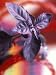 Purple Basil Plant (Ocimum Basilicum Purpurascens) Photographic Poster Print, 18x24