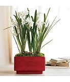 Flowers and Plants Gifts: Paperwhites in Red Vessel