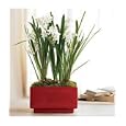 Flowers and Plants Gifts: Paperwhites in Red Vessel