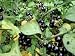 Huckleberry Certified Organic Heirloom Rare Seed 20+