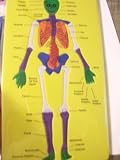 Kingsbridge Foam Puzzle ~ The Human Skeleton