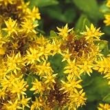 Sedum Acre Groundcover - Sedum Spurium - 1,000 Seeds + *Free Seeds*