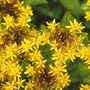 Gold Acre Sedum - 10,000 Seeds (GroundCover)
