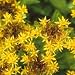 Gold Acre Sedum (Groundcover) - 100 Seeds - Seed Needs Envelope