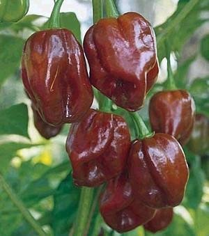 30 Mixed Habanero Pepper Seeds Orange, Red and Chocolate 10+ Seeds of Each Color Mixed in one package