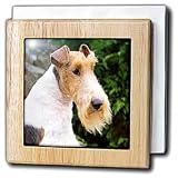 Review 3dRose LLC  / Fox Terrier - 6 Inch Tile Napkin Holder