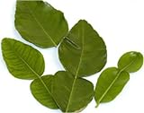  : Fresh Kaffir Lime Leaves