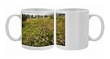 Ancient flowery grasslands around the saxon village of Viskri. Crown vetch Photo Mugs