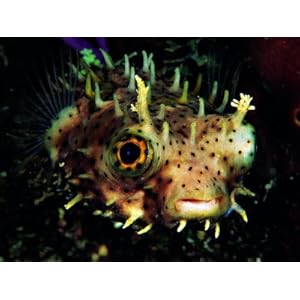 Bridled Burrfish