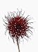 Red Flower - 24
