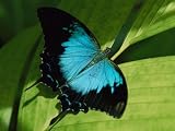 Close View of a Ulysses Butterfly Animal Photographic Poster Print by Nicole Duplaix, 42x56