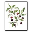 Cherries - Gift Enclosure Cards (set of 12)