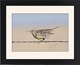 IMAGE OF Framed Prints of Western Meadowlark - in winter from Ardea Wildlife Pets