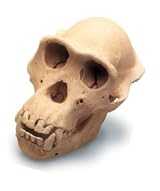 Chimpanzee Skull W/Stand Antique Finish