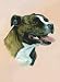 Staffordshire Bull Terrier Playing Cards - Art by Robert May