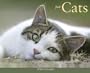 Just Cats Calendar