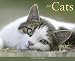 cats3 - Just Cats 2010 Calendar