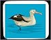 Decorated Mouse Pad with float, ocean, bird, gull, swimming, sea, seagull