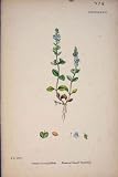 Perennial Speedwell Blue Flower Plant Colour Old Pri
