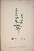 Perennial Speedwell Blue Flower Plant Colour Old Pri