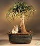 M&M BONSAI LARGE PONYTAIL PALM BONSAI TREE