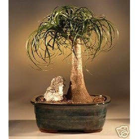 M&M BONSAI LARGE PONYTAIL PALM BONSAI TREE