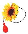 Clown Squirting Sunflower