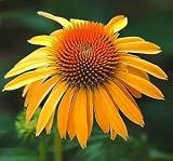 Amazon / Hirt's: Harvest Moon Coneflower - Echinacea - Potted