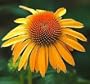 Harvest Moon Coneflower - Echinacea - Potted