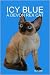 image 1devon rex - Icy Blue A Devon Rex Cat