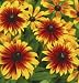 Rudbeckia hirta 'Becky Cinnamon Bicolor" - Black-eyed Susan
