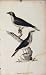 Birds Great Honey Guide Old Print Antique Engraving Art