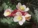 Flowers of a Begonia Plant (Begonia Rex) Photographic Poster Print by C. Dani, 12x16