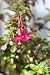 Pflanzenset: 3 x Fuchsia myrthifolia - Myrthen-Fuchsie