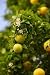 Blossoming Citrus Tree with Fruits and Flowers - 60