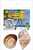 オカヤドカリの宿替え貝殻 L