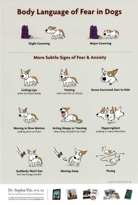anxiety in dogs