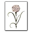 Carnation 75 - Gift Enclosure Cards (set of 12)