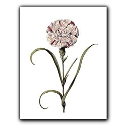 Carnation 75 - Gift Enclosure Cards (set of 12)