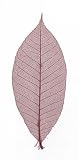 Skeleton Leaves- Pack of 10 Maroon Rubber Tree Leaves