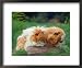 Domestic Peruvian Guinea Pigs (Cavia Porcellus) Europe Animals Framed Art Poster Print by Reinhard, 22x18