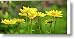 Leopards Bane Sunshine Canvas Print / Canvas Art - Artist Teresa Mucha