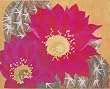 Sue's Cactus Flower O Carol Morrissey Applique Quilt Pattern