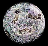 Mardi Gras Mask Design - Hand Painted - Platter/Serving Plate - 13 inch diameter