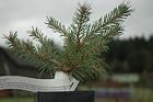 Pinus sylvestris 'Jeremy' - Jeremy Scot's pine - Pot Size 4